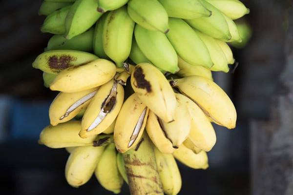 هل يسبب الموز الغازات والانتفاخ؟